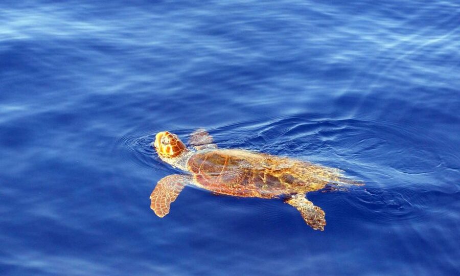 Funchal: Dolphin and Whale Watching Cruise - Is $58 good value for two hours?