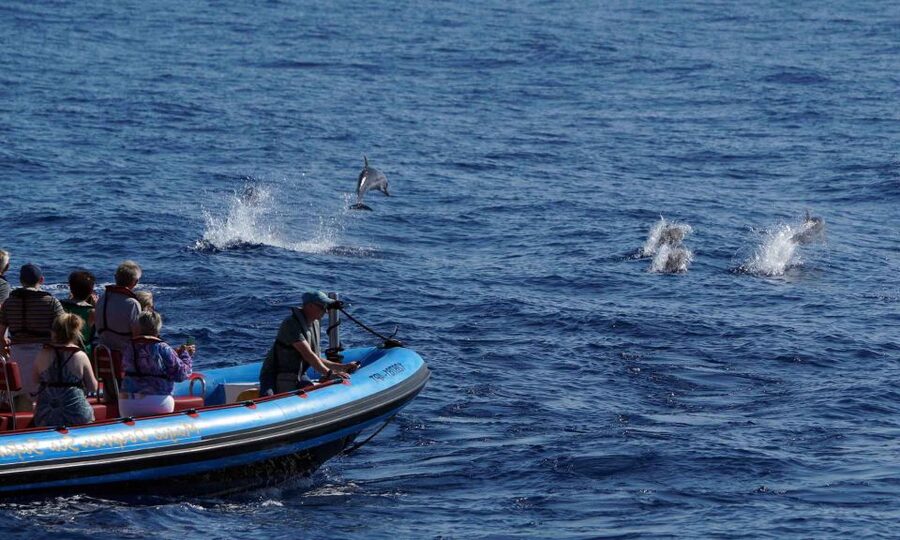 Funchal: Dolphin and Whale Watching Cruise - Who should book this Madeira boat trip?
