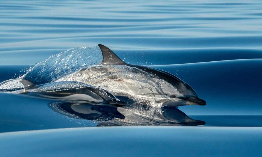 Funchal: Dolphin and Whale Watching Cruise - Boarding at Magic Dolphin in Funchal