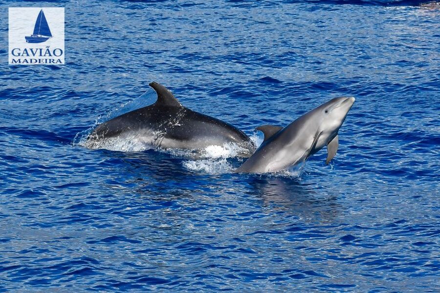 Funchal: Dolphin and Whale Watching Sailing Trip - Should you book this Funchal sailing trip?