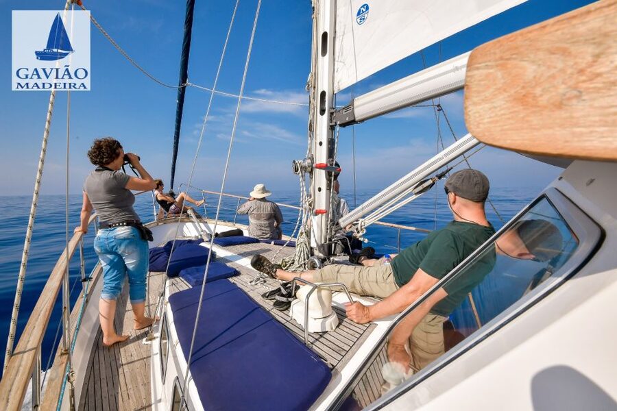 Funchal: Dolphin and Whale Watching Sailing Trip - Cabo Girão and the ocean swim