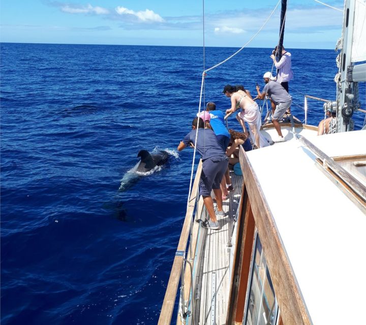 Funchal: Dolphin and Whale Watching Sailing Trip - The drawbacks you should weigh