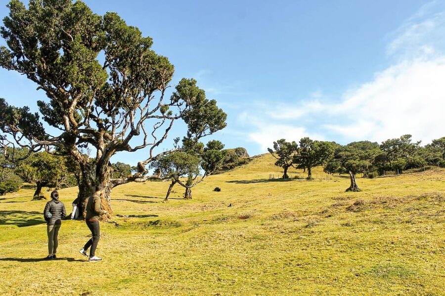 Funchal: Enchanted Terraces, Porto do Moniz & Fanal 4WD Tour - Key points to know before booking