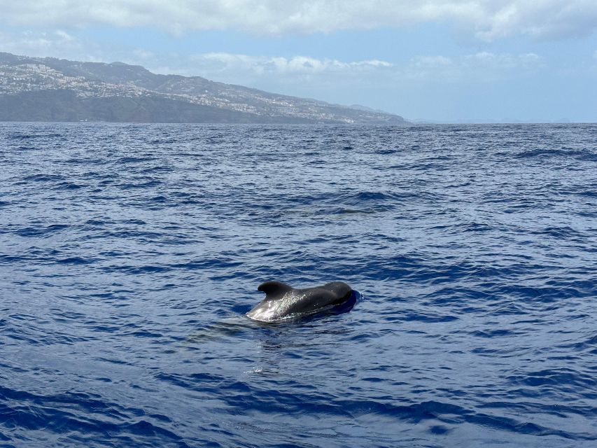 Funchal: RIB Whale Watching Cruise and Optional Dolphin Swim - The optional dolphin swim, explained clearly