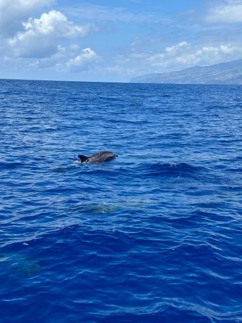 Funchal: RIB Whale Watching Cruise and Optional Dolphin Swim - Is $61 good value for 2.5 hours?