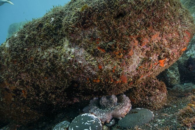 Funchal: Scuba Diving Experience for Beginners - Key points to know before you book