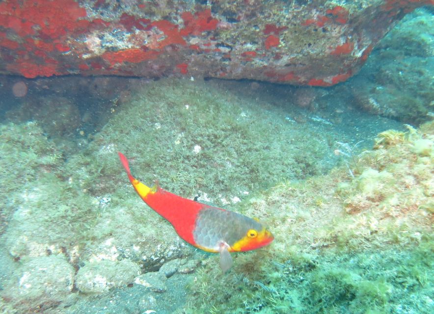 Funchal: Scuba Diving Experience for Beginners - Who should book this experience?
