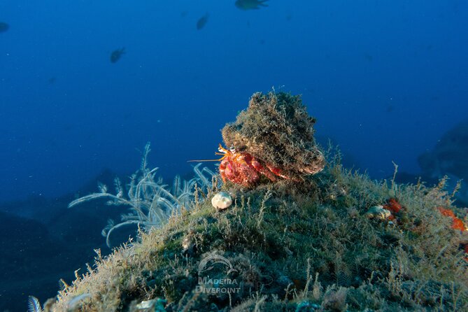 Funchal: Scuba Diving Experience for Beginners - Fish, octopus, and small Atlantic surprises