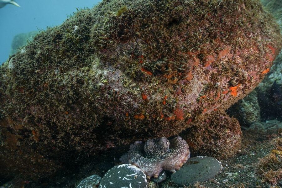 Funchal: Scuba Diving Experience for Beginners - How long is the ocean portion?