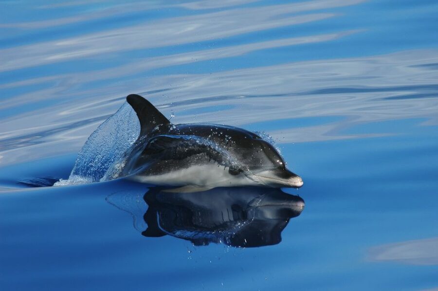 Funchal: Whale and Dolphin Watching Speed Boat Tour - Key points at a glance