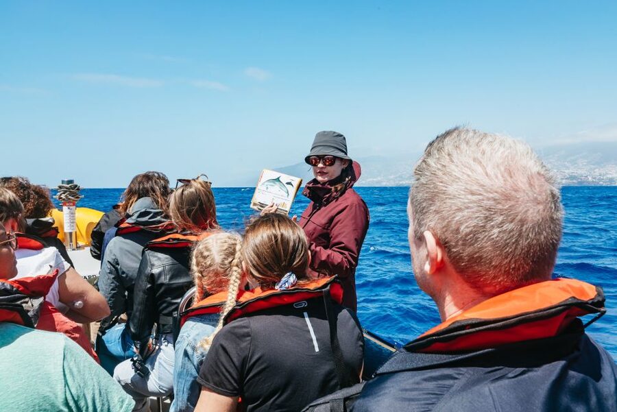 Funchal: Whale and Dolphin Watching Speed Boat Tour - Searching for dolphins and whales