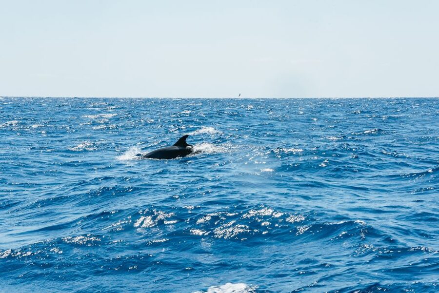 Funchal: Whale and Dolphin Watching Speed Boat Tour - What the marine biologist adds