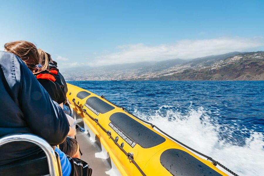 Funchal: Whale and Dolphin Watching Speed Boat Tour - Small groups versus larger catamarans