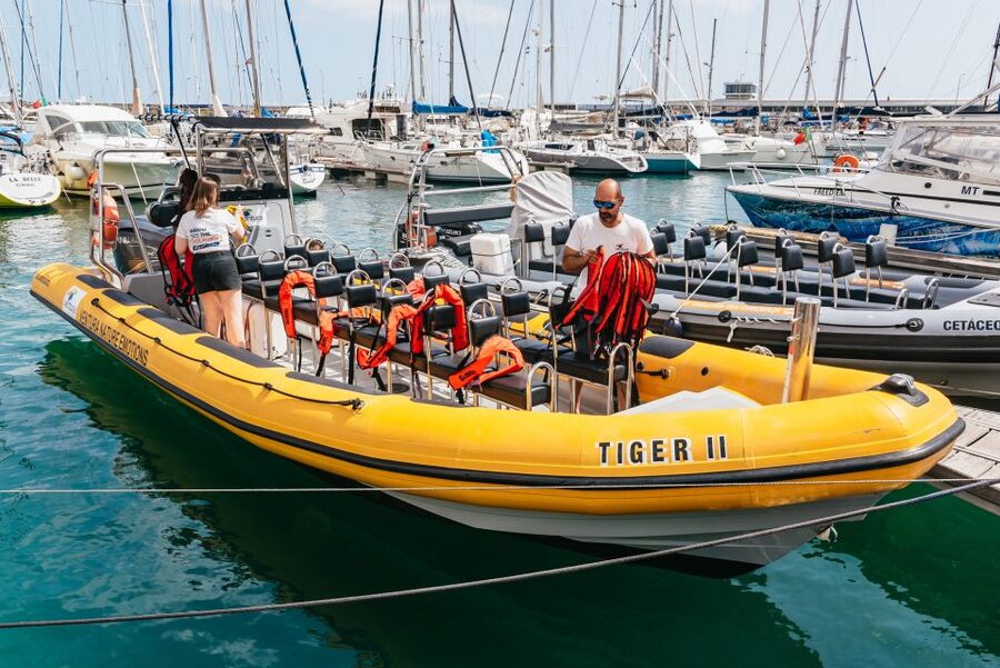 Funchal: Whale and Dolphin Watching Speed Boat Tour - The speed boat ride along Madeira’s coast