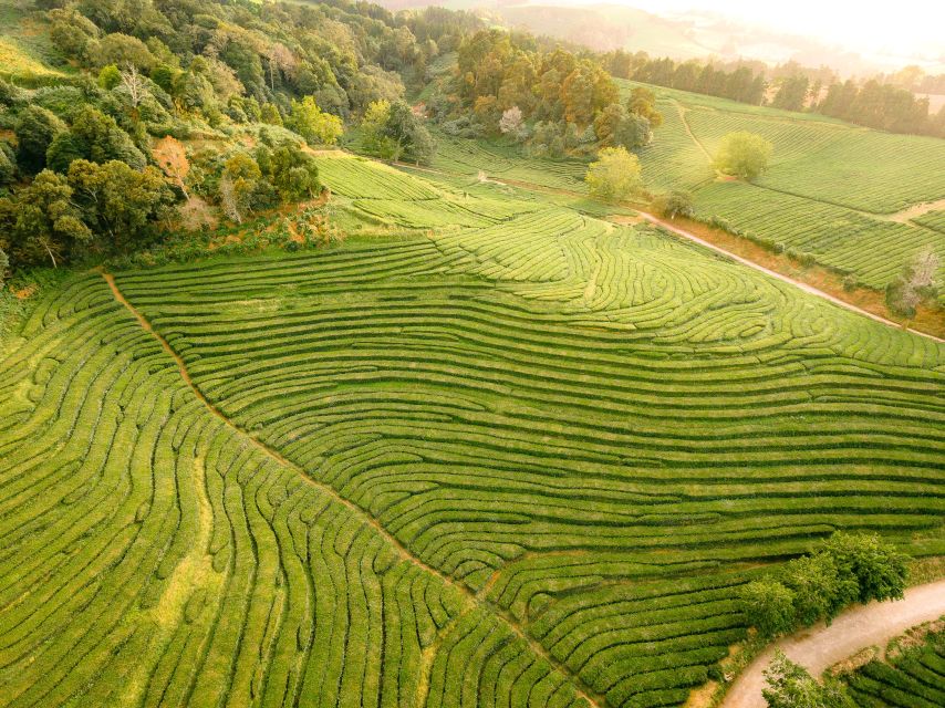 Furnas: Tea Plantations, Lake and Volcano Guided Tour - Terra Nostra Park and the thermal pool