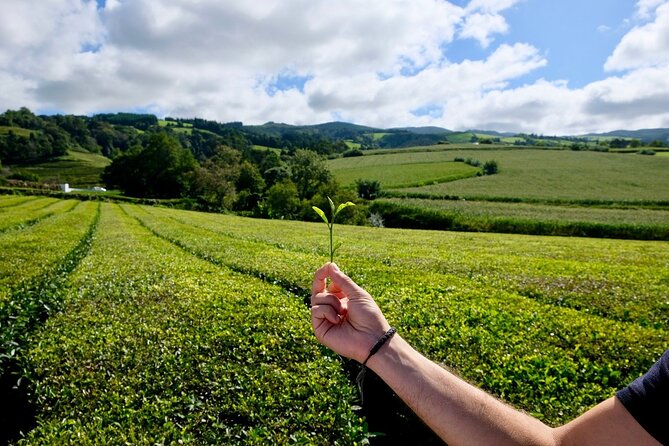 Furnas Volcano & Tea Plantation With Traditional Lunch, East Tour - Lagoa das Furnas and the earth-cooked meal