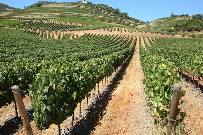 Genuine Douro Valley Tour: Visit 2 Wineries, Lunch & River Cruise - The road from Porto to the wine country