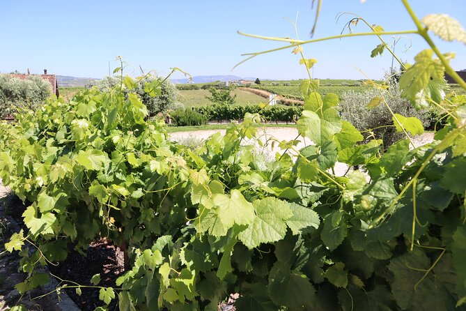 Genuine Douro Valley Tour: Visit 2 Wineries, Lunch & River Cruise - Quinta do Cume and the second tasting