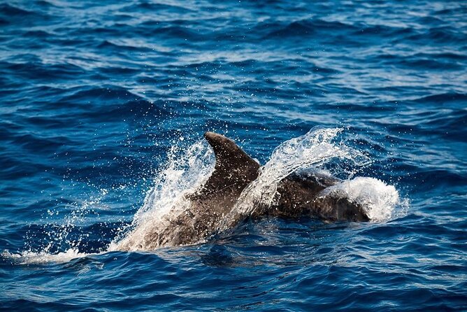 Glass Bottom Boat Tour & Snorkeling in São Miguel, Azores - What you may see through the glass bottom
