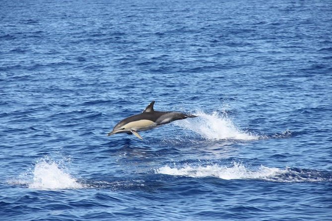 Half-day Catamaran Trip from Funchal - What the three-hour schedule really feels like