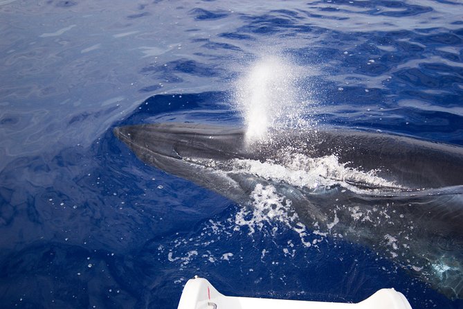 Half-day Catamaran Trip from Funchal - Practical advice for a smoother outing