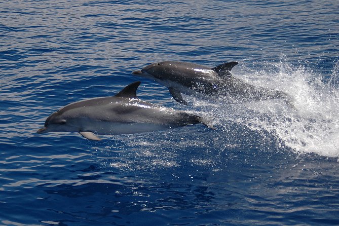 Half-day Catamaran Trip from Funchal - Madeira from the water