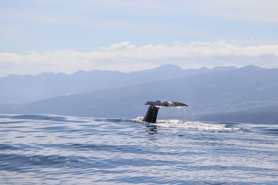 Horta: University Startup Whale and Dolphin RIB Boat Trip - Key points about this Horta whale trip