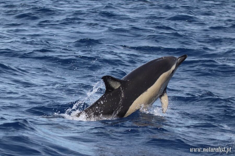 Horta: University Startup Whale and Dolphin RIB Boat Trip - Weather can rewrite your plans