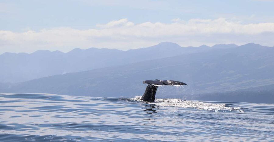 Horta: University Startup Whale and Dolphin RIB Boat Trip - Horta harbor is the starting point