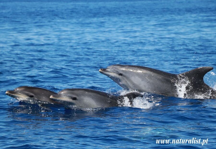 Horta: University Startup Whale and Dolphin RIB Boat Trip - Whale spotting begins before the RIB leaves shore