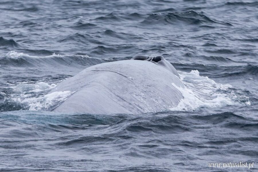 Horta: University Startup Whale and Dolphin RIB Boat Trip - A marine biologist changes the experience