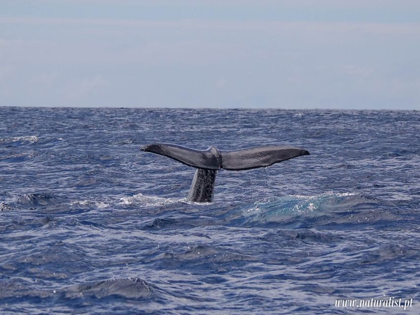 Horta: University Startup Whale and Dolphin RIB Boat Trip - The 3-hour ocean route