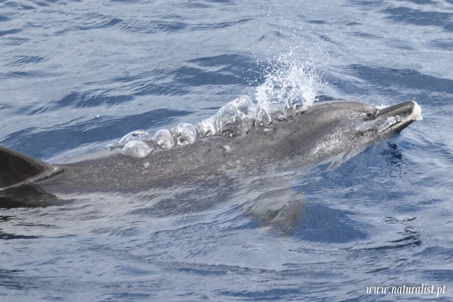 Horta: University Startup Whale and Dolphin RIB Boat Trip - What you might see around Faial and Pico