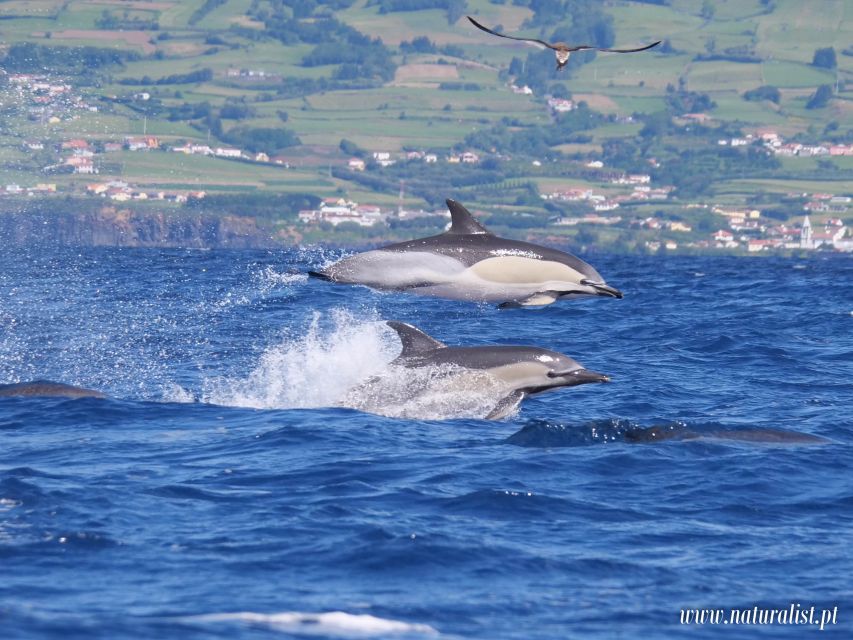 Horta: University Startup Whale and Dolphin RIB Boat Trip - Seabirds and feeding activity add useful context