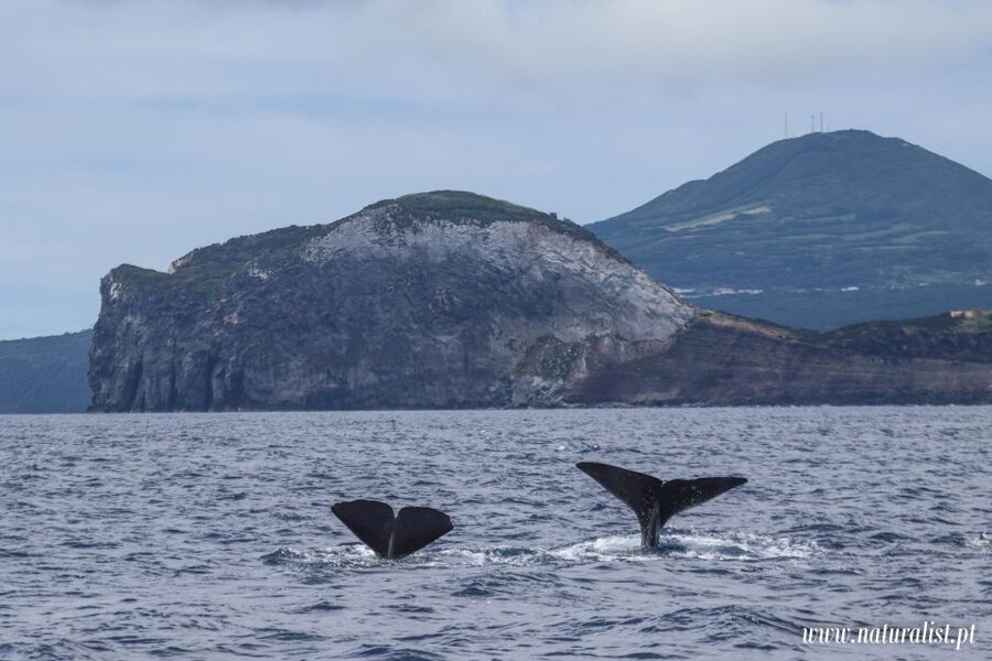 Horta: University Startup Whale and Dolphin RIB Boat Trip - Is $101 a fair price?