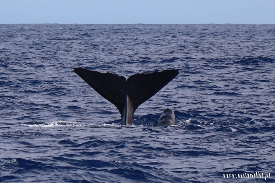 Horta: University Startup Whale and Dolphin RIB Boat Trip - The 10-minute safety briefing