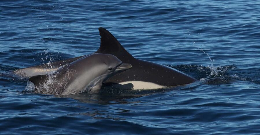 Lagoa: Dolphin Watching & Benagil Tour with Biologist Guide - Key points to know before booking