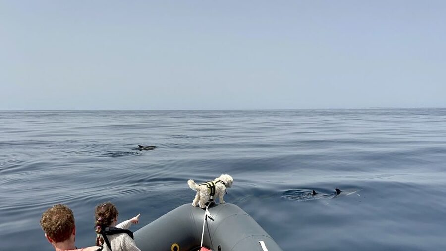Lagoa: Dolphin Watching & Benagil Tour with Biologist Guide - Who will enjoy this tour most