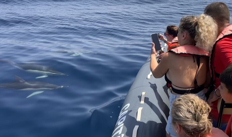 Lagoa: Dolphin Watching & Benagil Tour with Biologist Guide - Setting out from Parchal near Lagoa