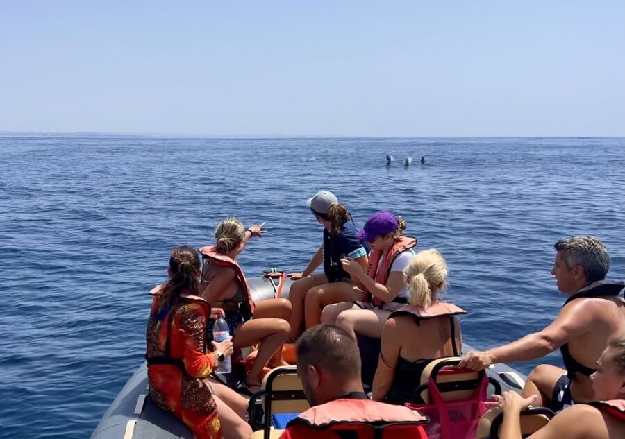 Lagoa: Dolphin Watching & Benagil Tour with Biologist Guide - Why the biologist guide improves the trip