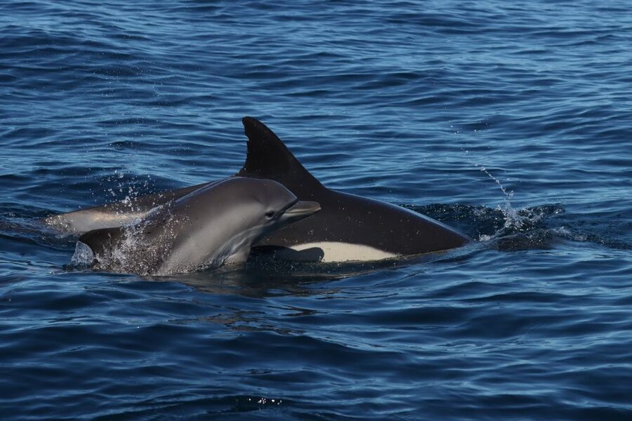 Lagoa: Dolphin Watching & Benagil Tour with Biologist Guide - Benagil Cave from the water
