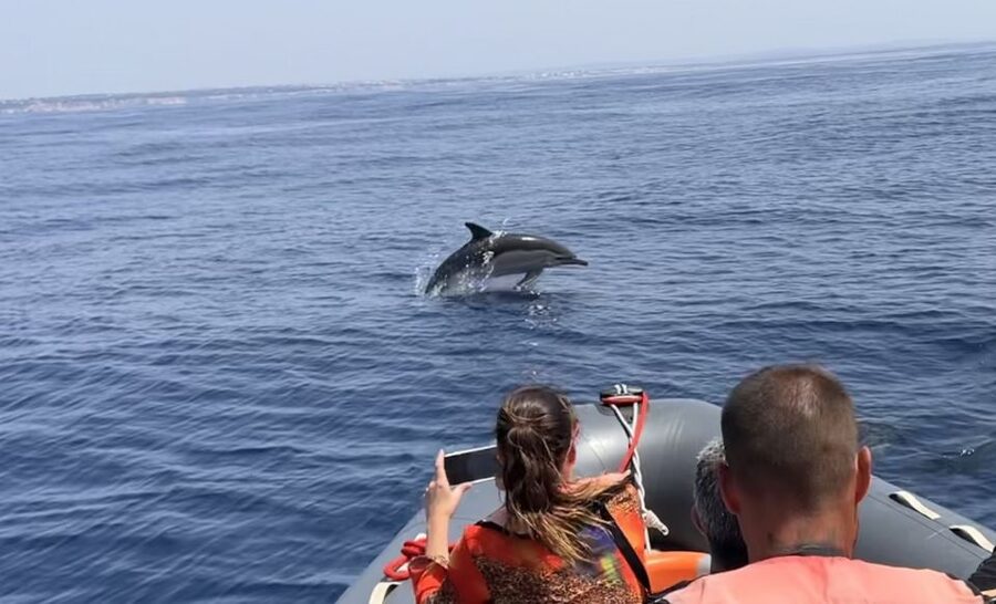 Lagoa: Dolphin Watching & Benagil Tour with Biologist Guide - Comfort, safety, and who should skip it