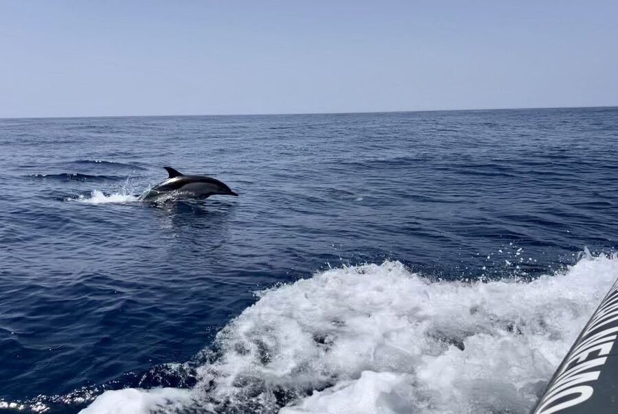 Lagoa: Dolphin Watching & Benagil Tour with Biologist Guide - The offshore search for dolphins