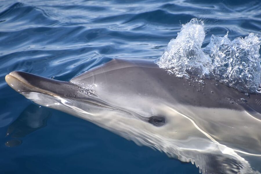 Lagos: Combo Dolphin and Benagil Tour with Marine Biologist - Along the Algarve cliffs to Benagil