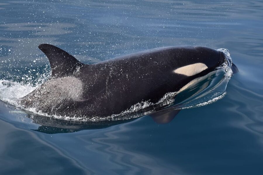 Lagos: Combo Dolphin and Benagil Tour with Marine Biologist - What the marine biologist adds
