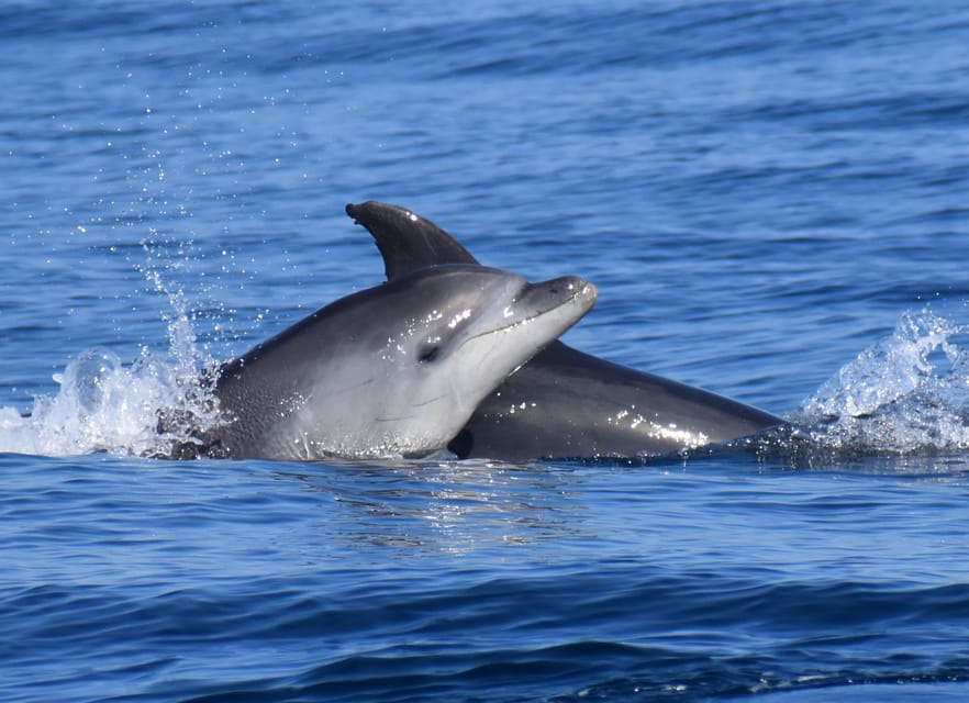 Lagos: Combo Dolphin and Benagil Tour with Marine Biologist - Is $63 good value?