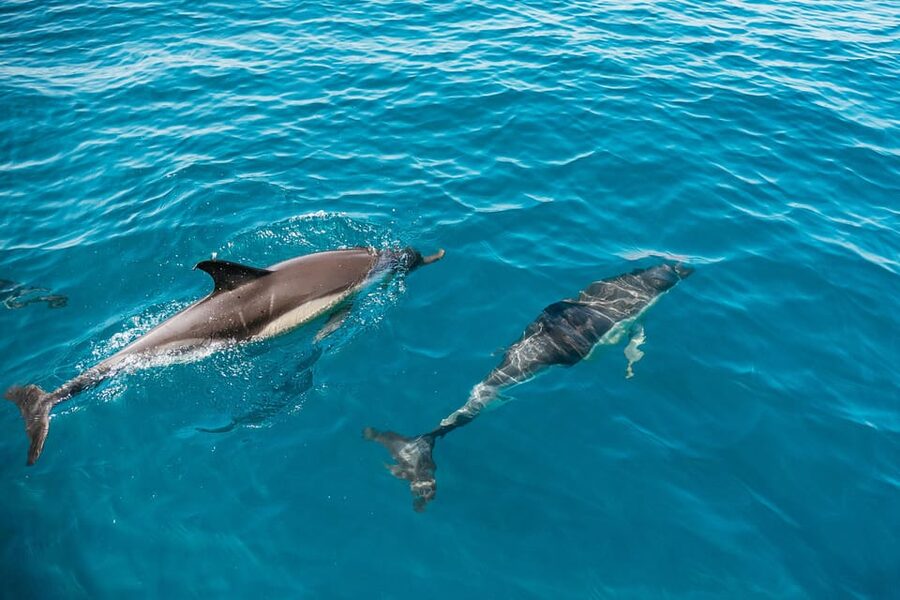 Lagos: Dolphin Watch Tour with Professional Marine Biologist - Meeting common, bottlenose, and Risso dolphins