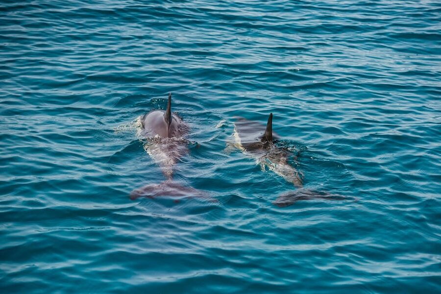 Lagos: Dolphin Watch Tour with Professional Marine Biologist - Respectful wildlife viewing, not a staged show