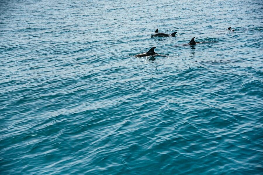 Lagos: Dolphin Watch Tour with Professional Marine Biologist - Timing your 1.5-hour outing