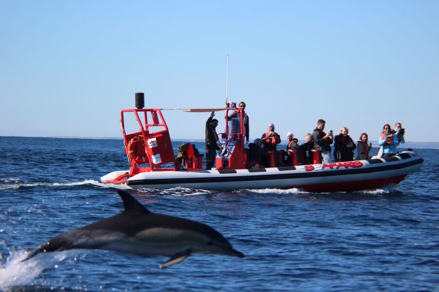Lagos: Dolphin Watching with Professional Marine Biologists - Key points at a glance